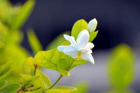 香花|盘点世界十大最香的花，每一种都让人迷醉